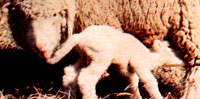 Living Through Lambing Part II: Birthing Basics Image